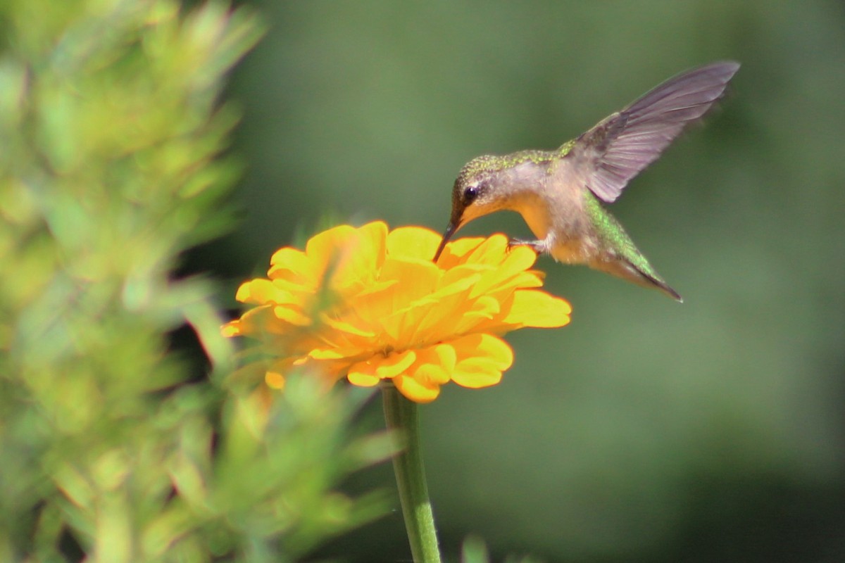 Ruby-throated Hummingbird - Shannon K. Gordinier