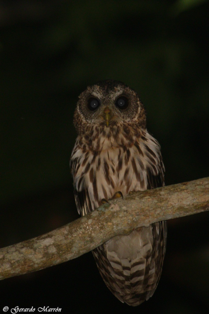 Mottled Owl - ML66231011