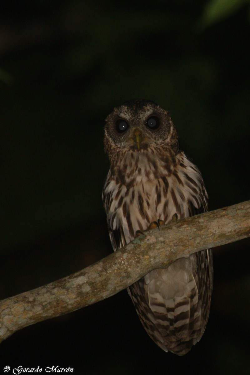 Mottled Owl - Gerardo Marrón