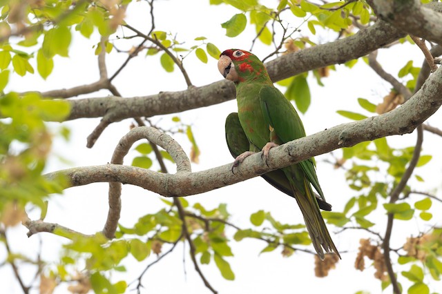 Mitred Parakeet