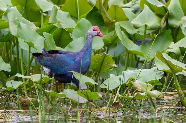 Gray-headed Swamphen