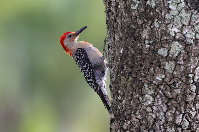 Red-bellied Woodpecker