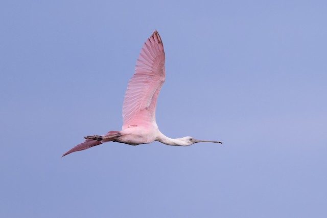 Roseate Spoonbill