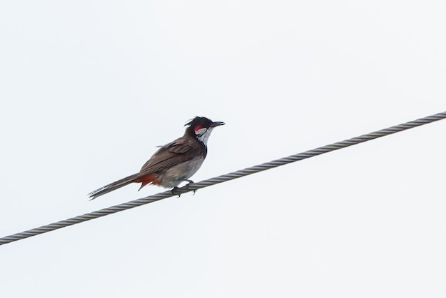 Red-whiskered Bulbul