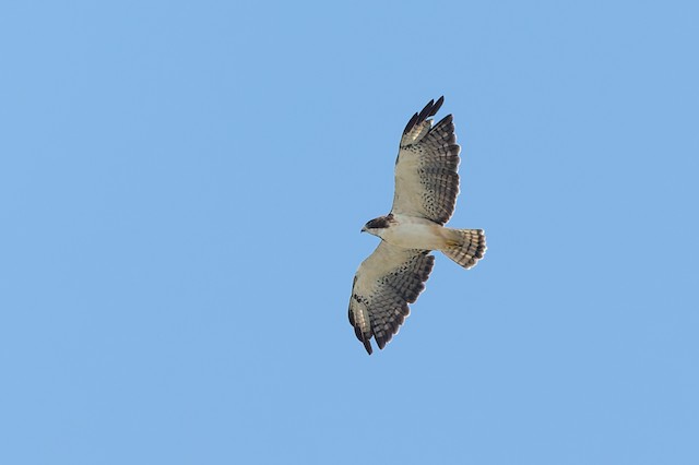 Short-tailed Hawk