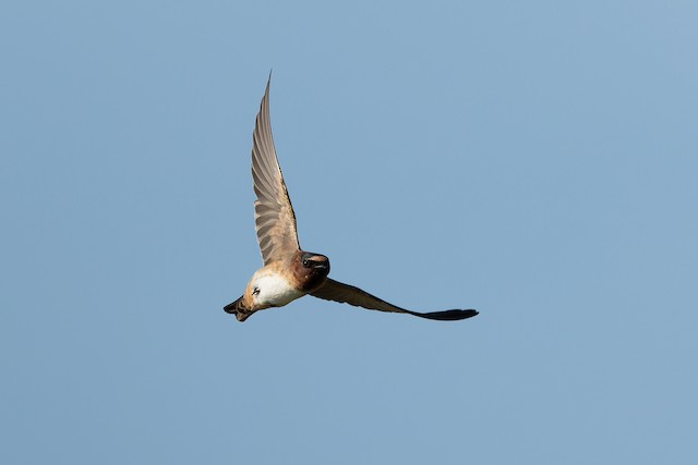 Cliff Swallow