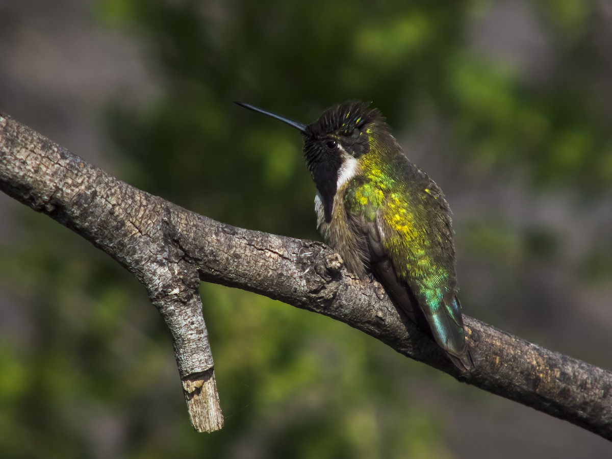 Costa's Hummingbird - Gerardo Marrón