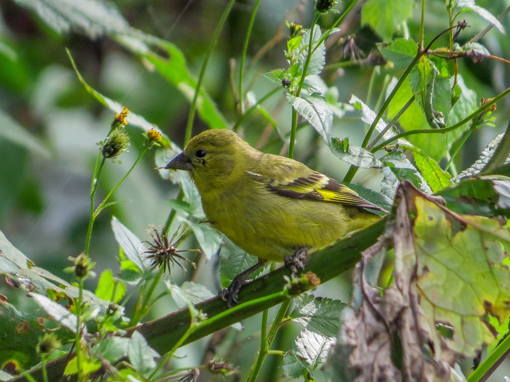 Olivaceous Siskin - Teresa Connell
