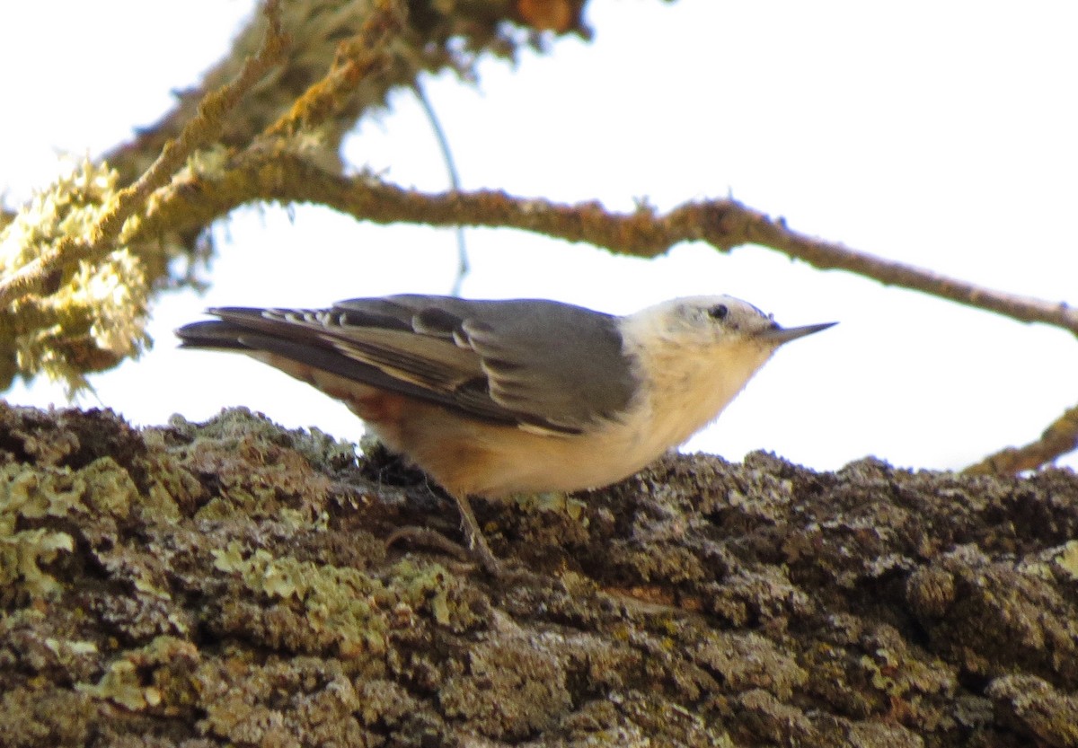 White-breasted Nuthatch - ML66237051