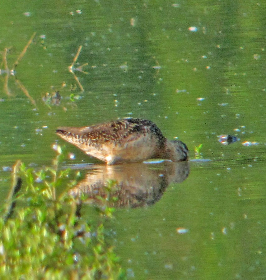 Long-billed Dowitcher - ML66237571