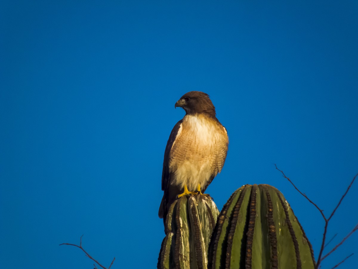Red-tailed Hawk - Gerardo Marrón