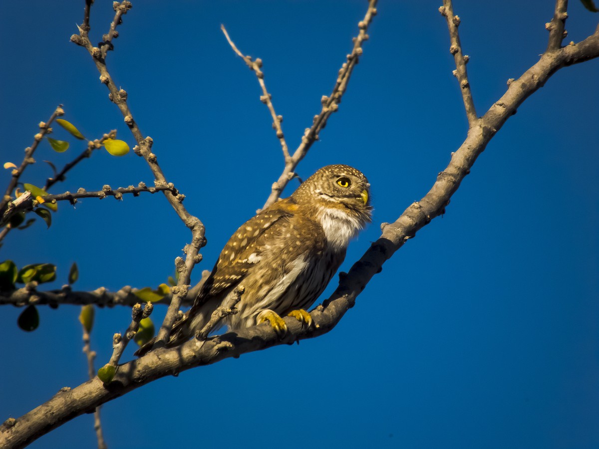 Northern Pygmy-Owl (Cape) - ML66238681