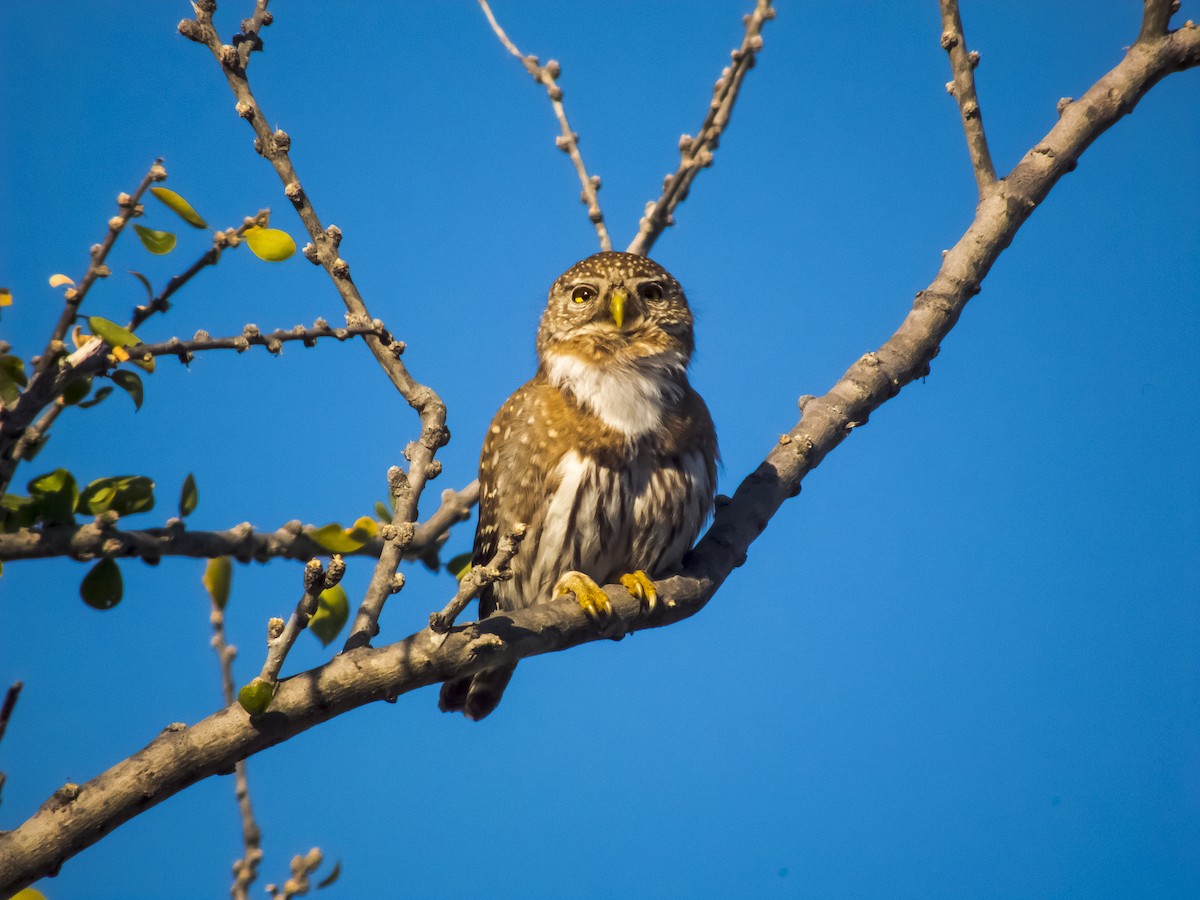 Northern Pygmy-Owl (Cape) - ML66238691
