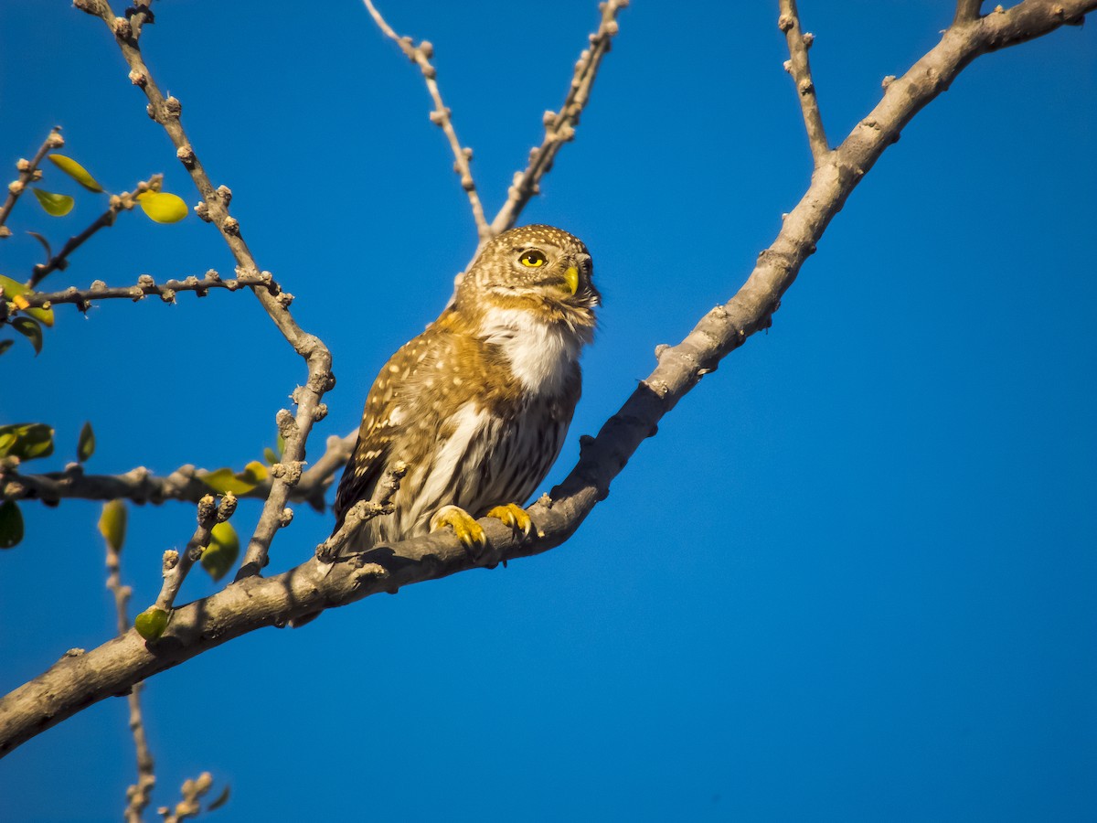 Northern Pygmy-Owl (Cape) - ML66238701
