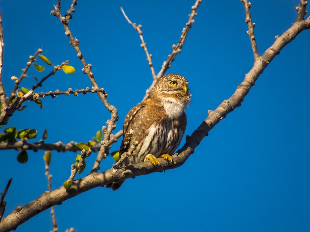 Northern Pygmy-Owl (Cape) - ML66238711