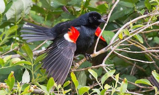  - Tricolored Blackbird
