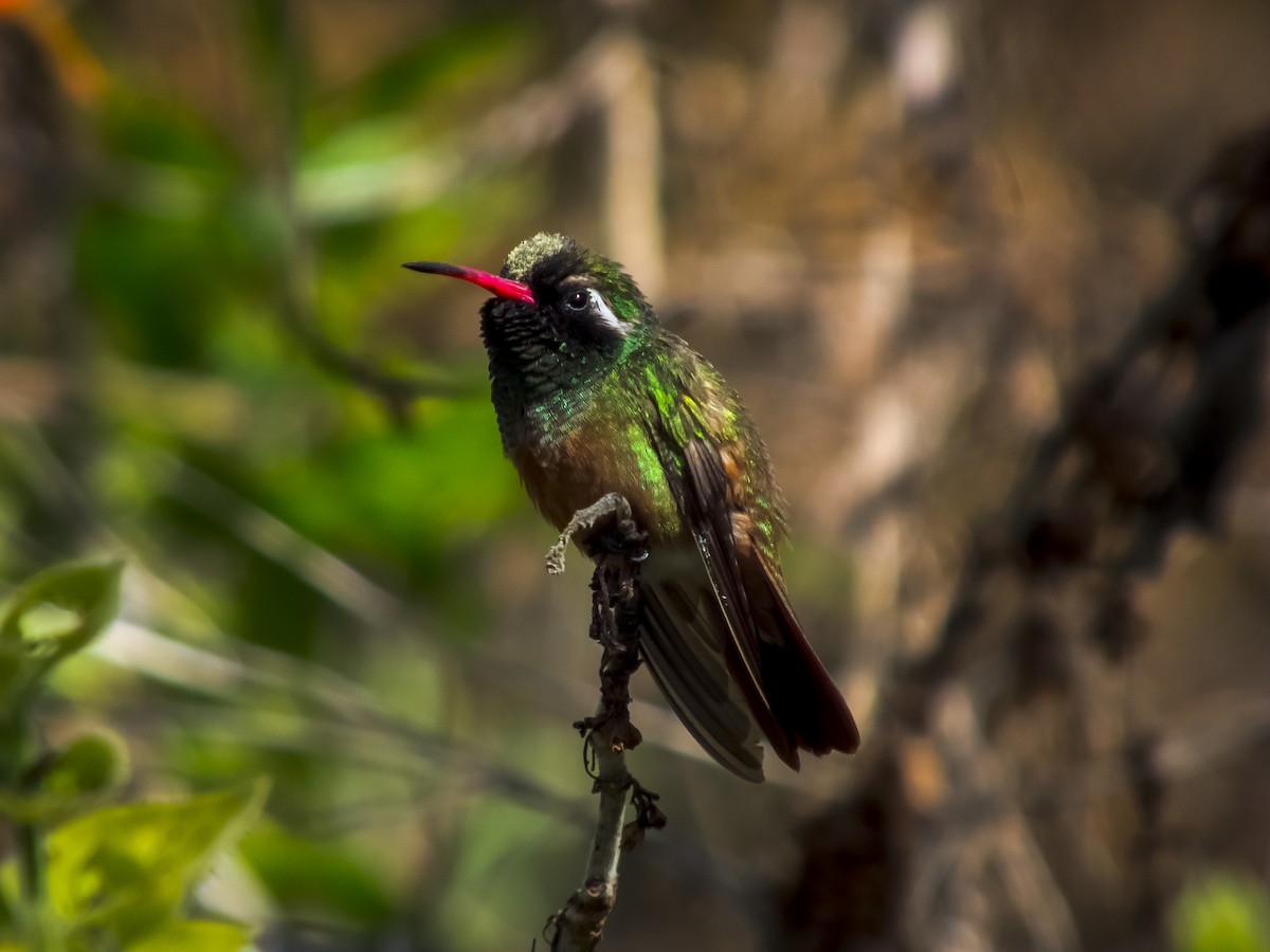 Xantus's Hummingbird - Gerardo Marrón