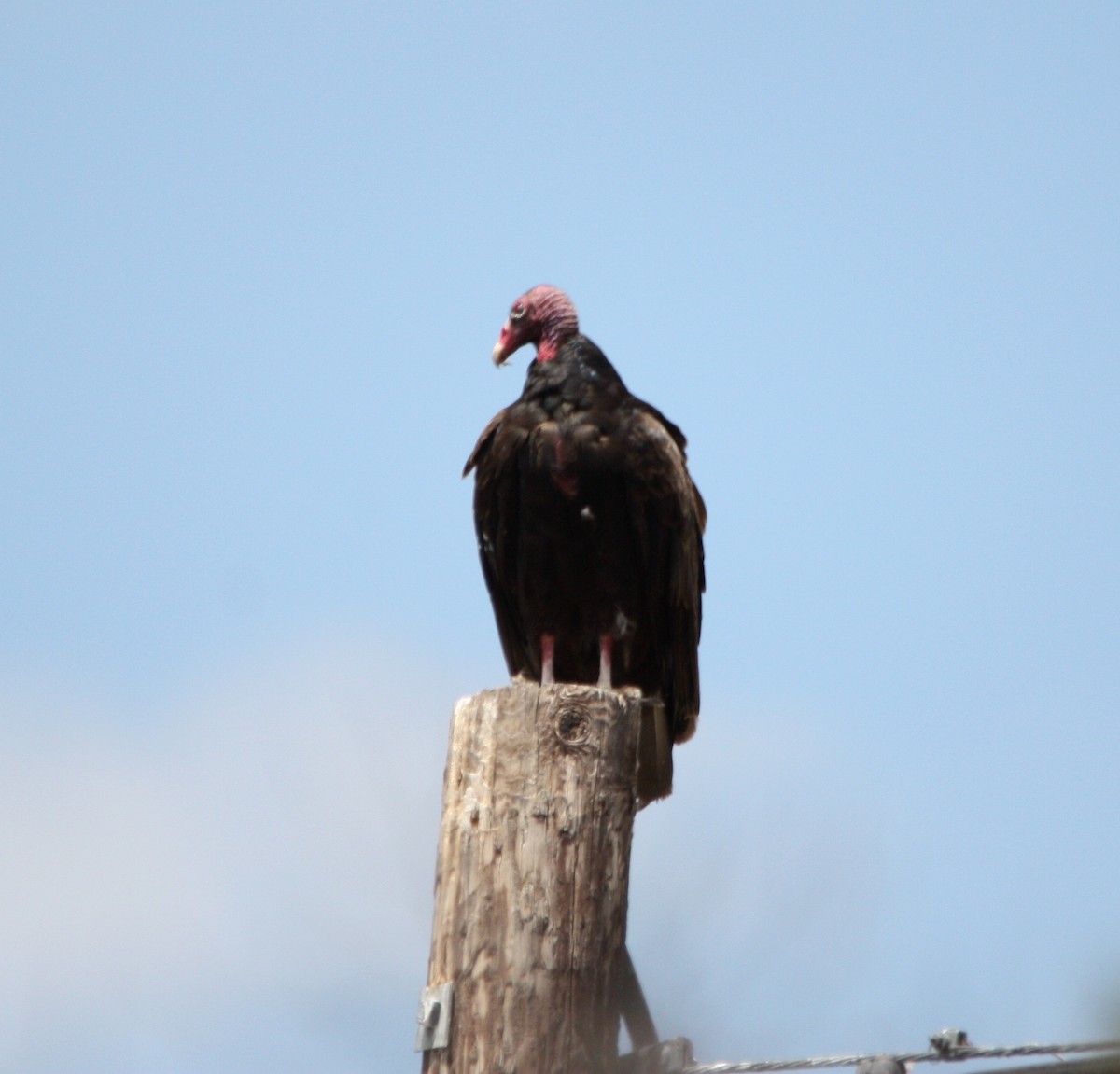 Turkey Vulture - Marc Hanneman