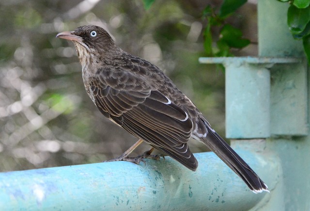 Pearly-eyed Thrasher (subspecies <em class="SciName">fuscatus</em>). - Pearly-eyed Thrasher - 