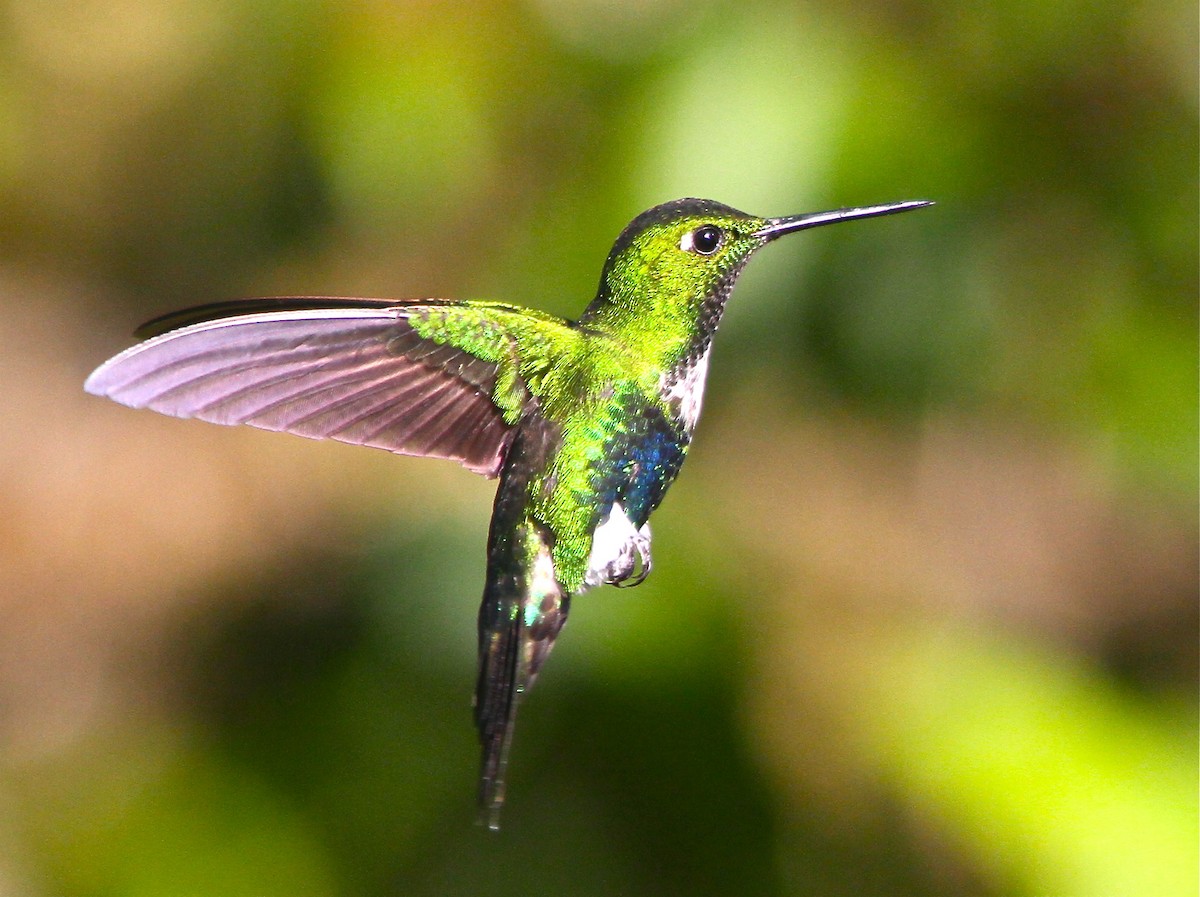 EBird Checklist 20 Nov 2014 ACP Abra Patricia Owlet Lodge 44