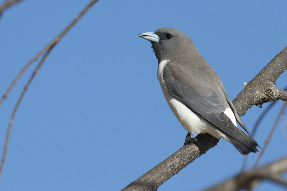 White-breasted Woodswallow - Chris Barnes