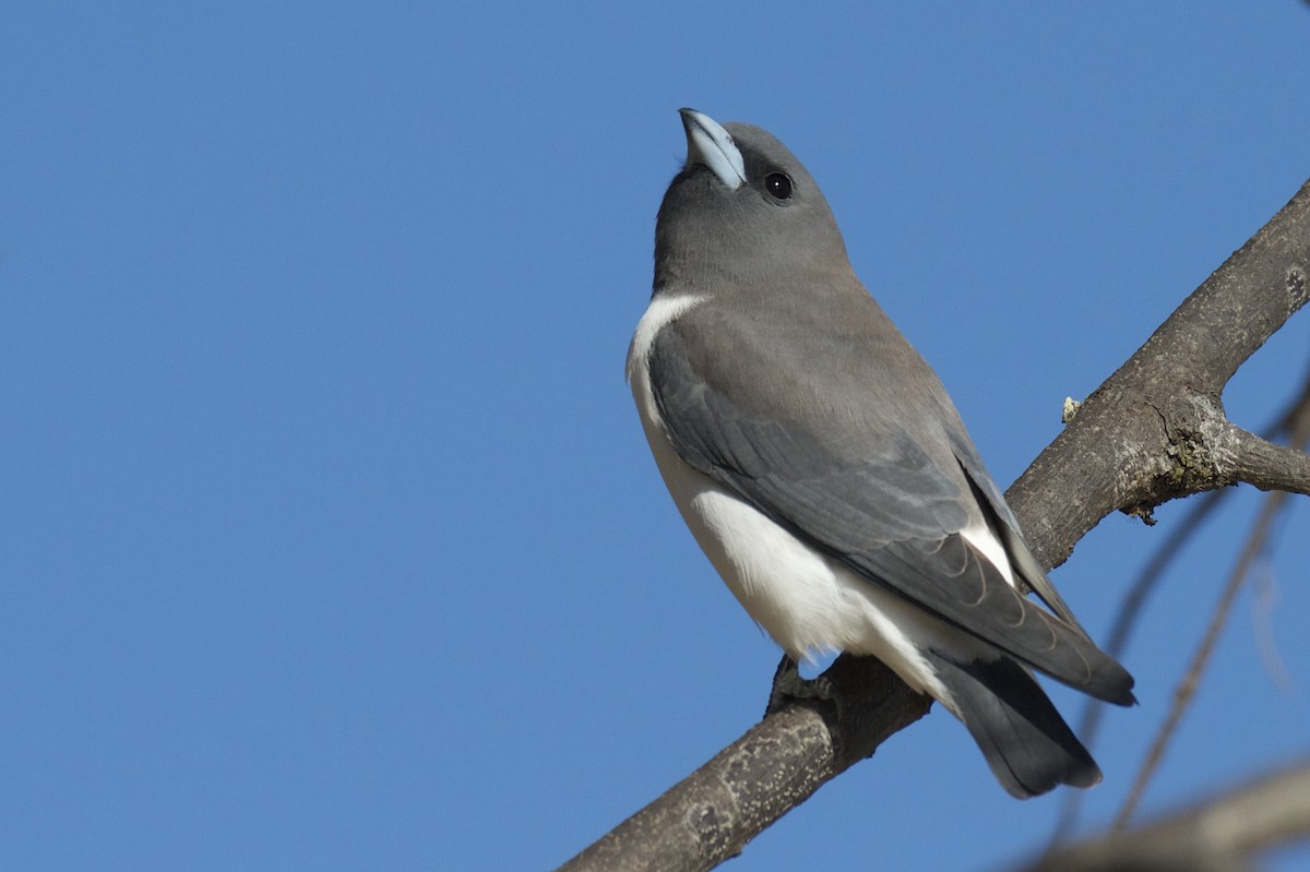 White-breasted Woodswallow - ML66244031