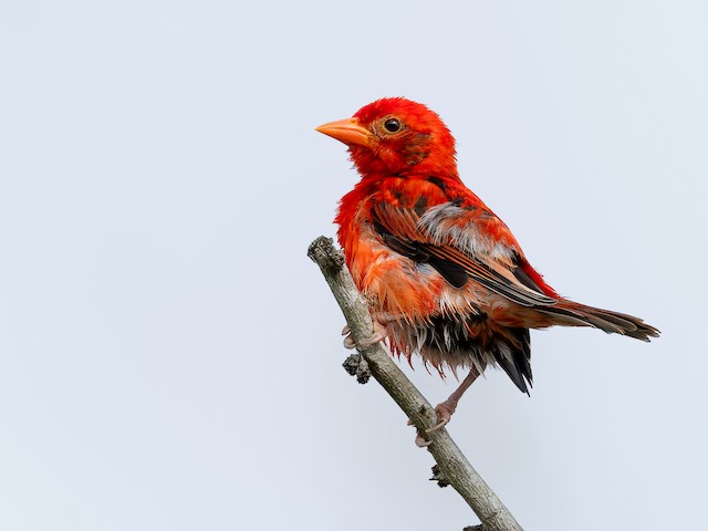Red Weaver