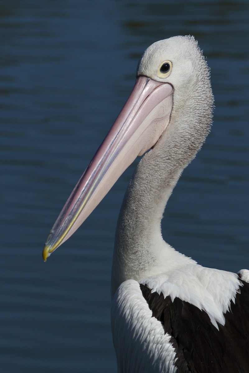 Australian Pelican - ML66244811