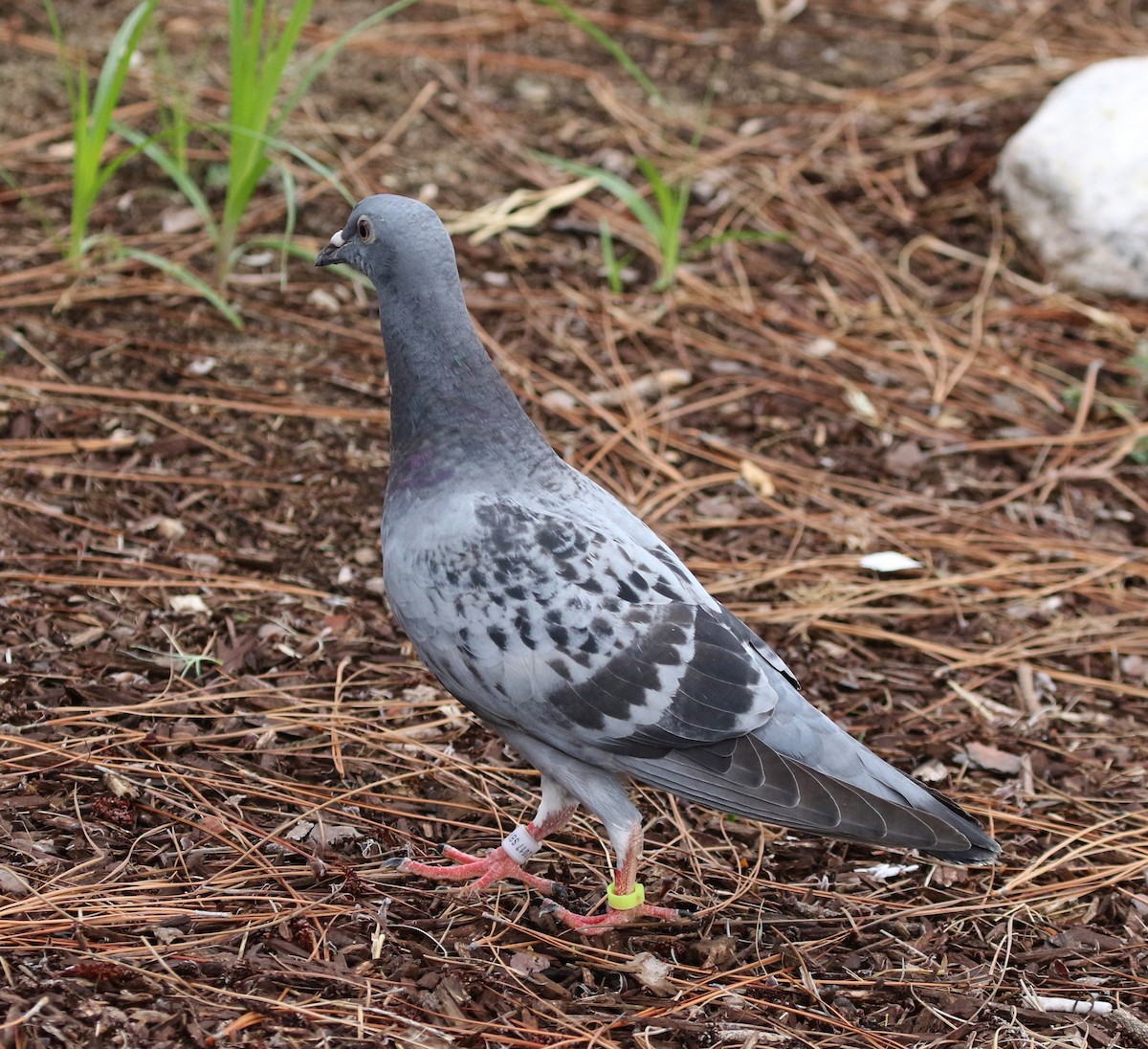 Rock Pigeon (Feral Pigeon) - Tom Benson