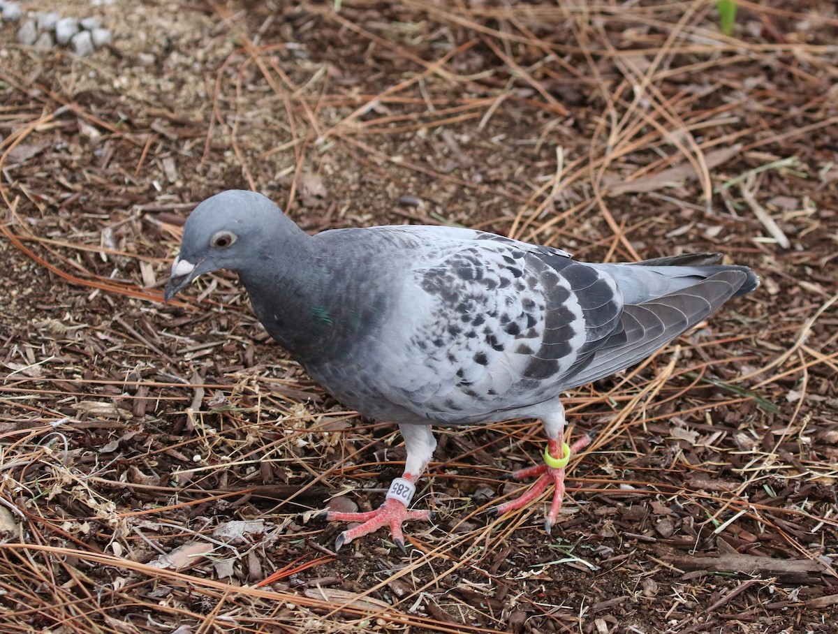 Rock Pigeon (Feral Pigeon) - ML66247701