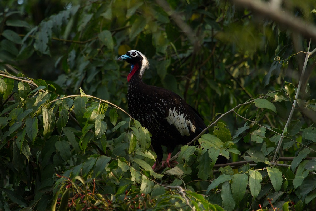 Black-fronted Piping-Guan - ML66247761