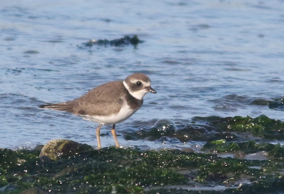 Semipalmated Plover - ML66248451
