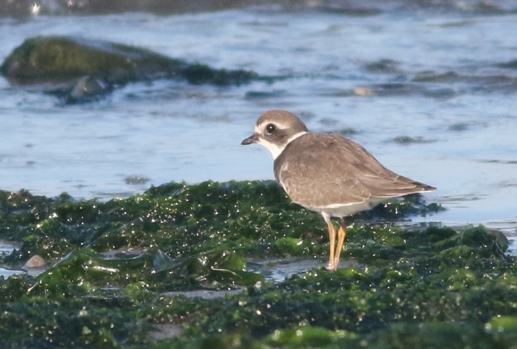 Semipalmated Plover - ML66248471