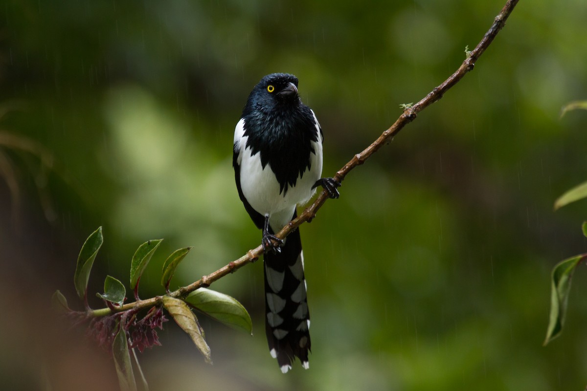 Magpie Tanager - ML66249731
