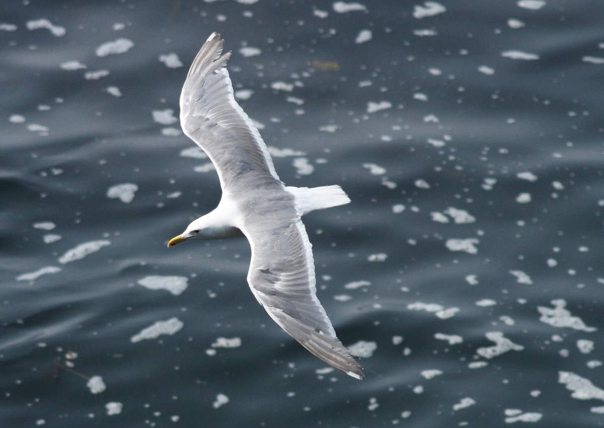Glaucous-winged Gull - Brandon Caswell