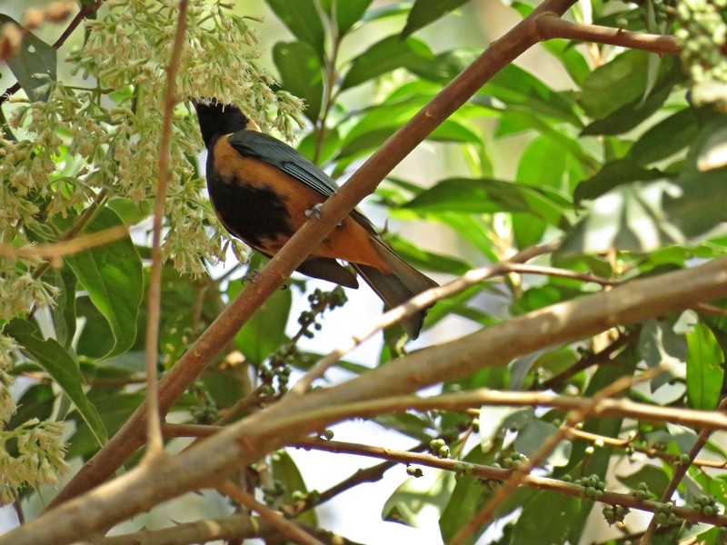 Burnished-buff Tanager - ML66252011