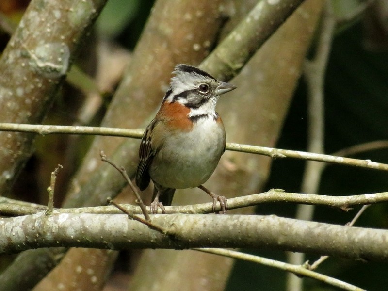Rufous-collared Sparrow - ML66252561