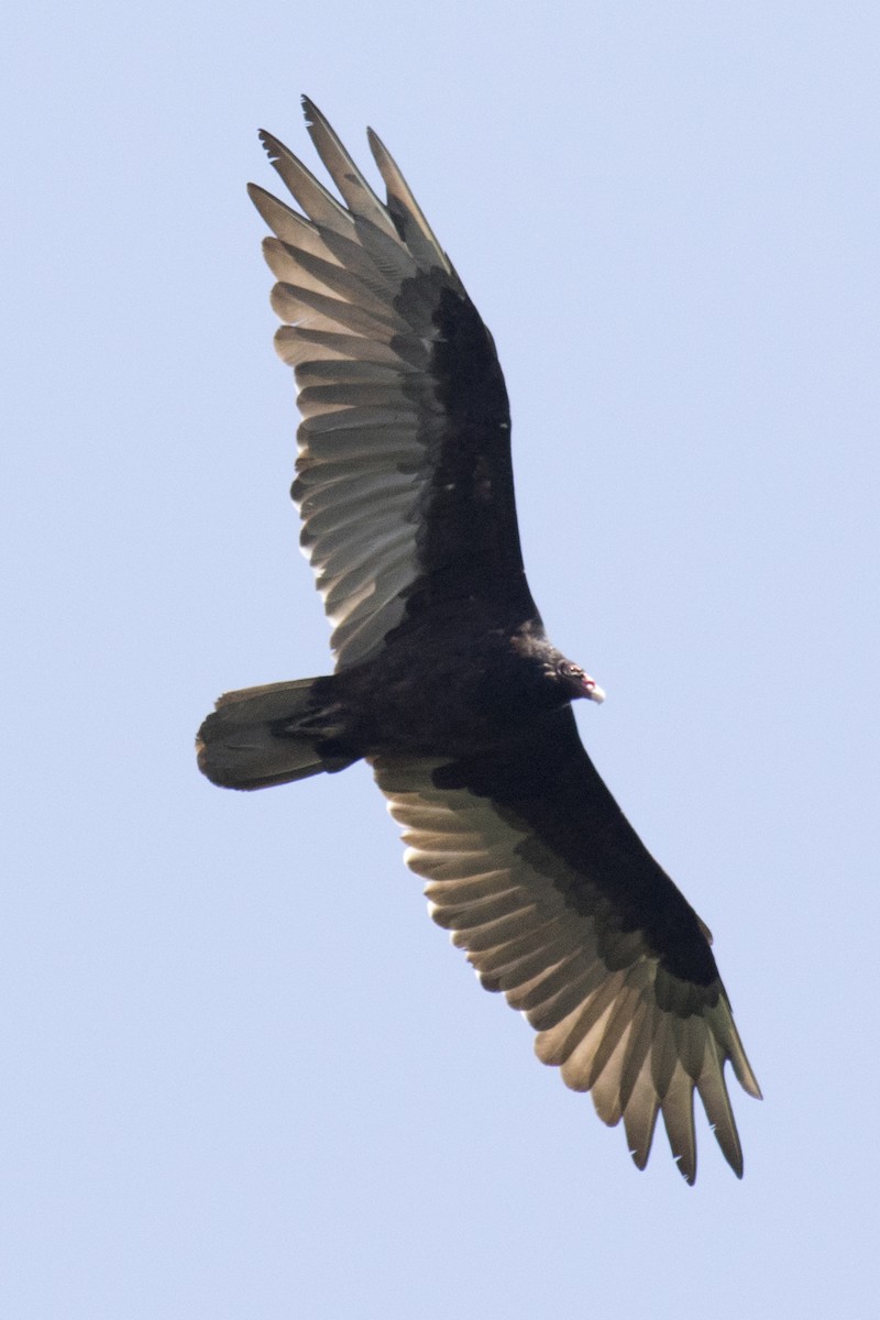 Turkey Vulture - ML66253341