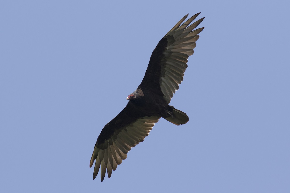 Turkey Vulture - ML66253381