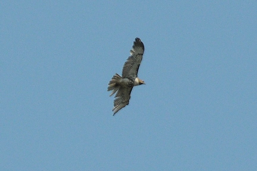 Red-tailed Hawk - John Doty