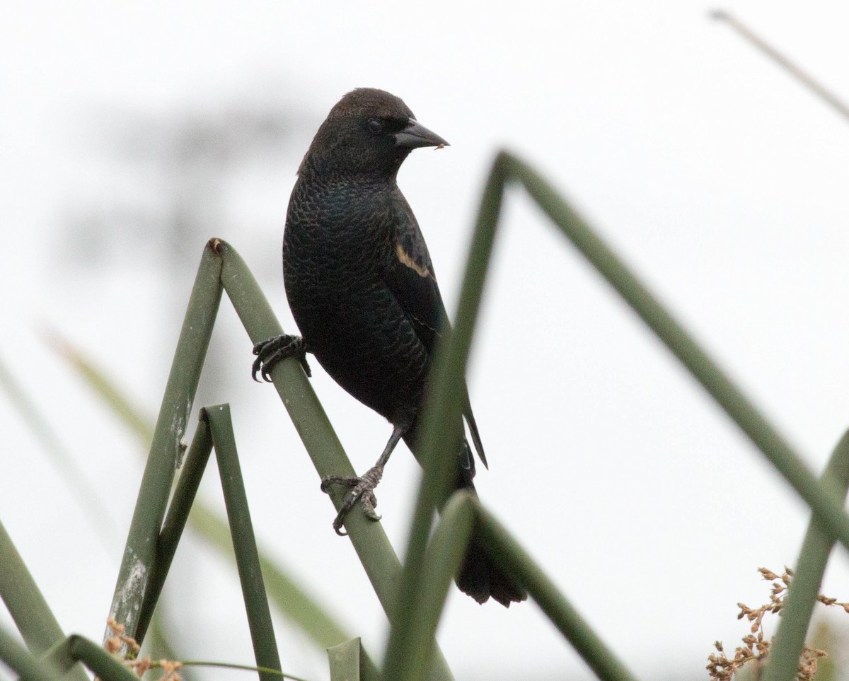 Tricolored Blackbird - Paul Fenwick