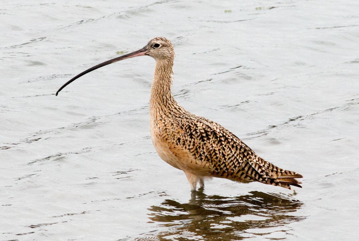 Long-billed Curlew - ML66256301