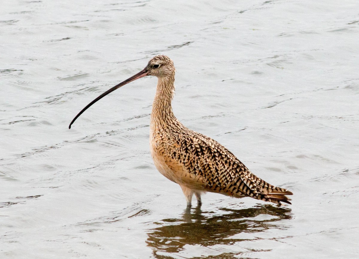 Long-billed Curlew - ML66256311