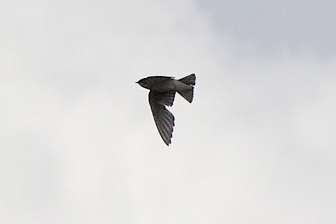 Northern Rough-winged Swallow - robert bowker