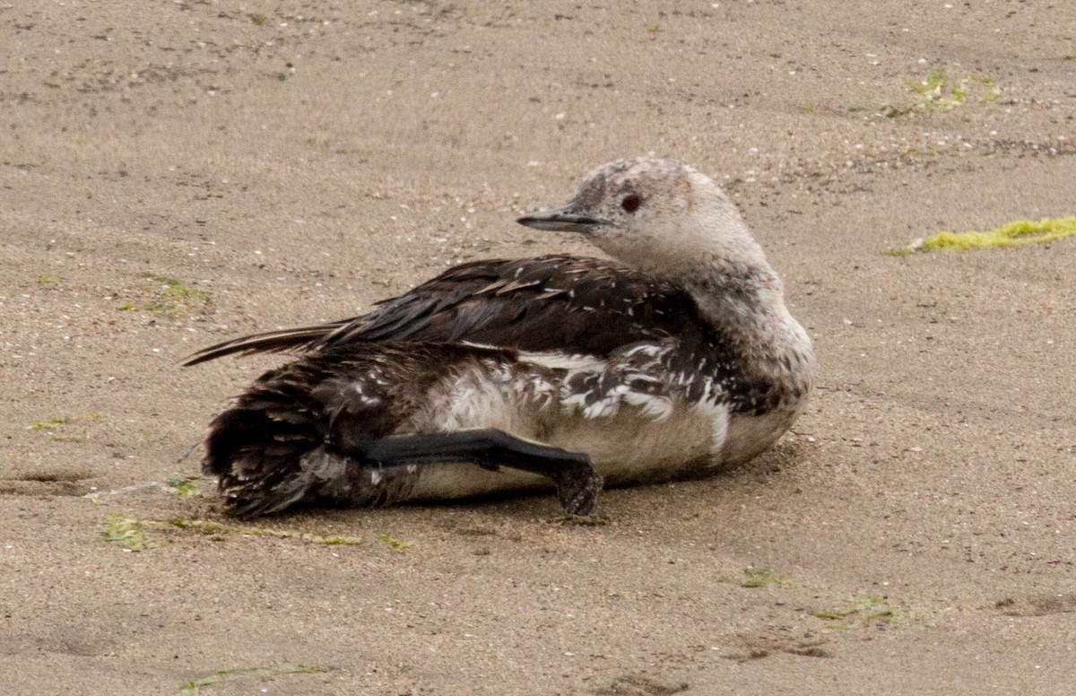 Red-throated Loon - ML66256801