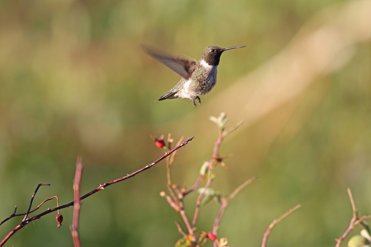 Black-chinned Hummingbird - Steven Kahl