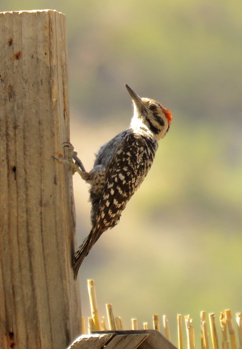 Ladder-backed Woodpecker - Petra Clayton