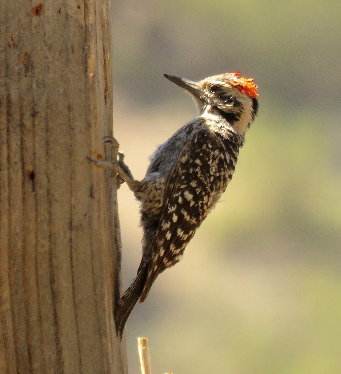 Ladder-backed Woodpecker - Petra Clayton