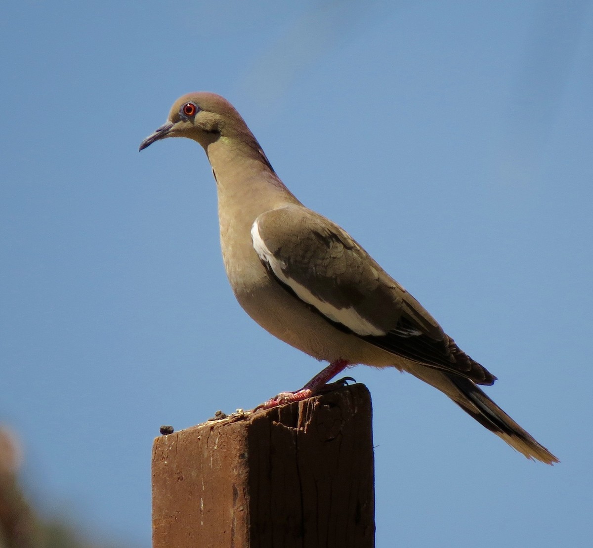 White-winged Dove - ML66260251