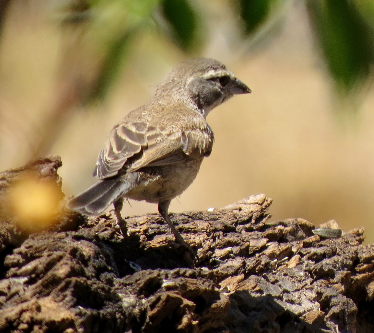 Black-throated Sparrow - Petra Clayton